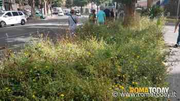 Via Veneto, la “Dolce Vita” resta un miraggio: marciapiedi e aiuole sono invasi dalle erbacce