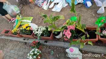 Incidente di Casal Palocco: gli abitanti preparano un'aiuola fiorita in ricordo di Manuel