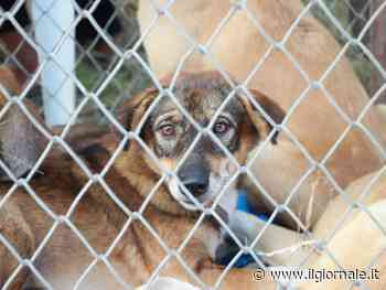 Adotta un cane e non pagherai la Tari: la strana iniziativa nel Barese