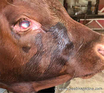 Researchers discover two variants of M. bovis that cause pinkeye