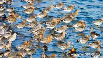 Bird Populations Are in Meltdown