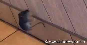 Customer's fright as 'leaping mouse' spotted in Hull KFC restaurant