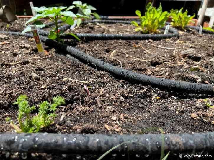 Watering right can save gardeners money, gallons and their plants, too