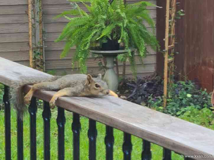 How does this month compare to the hottest Junes on record in Austin?