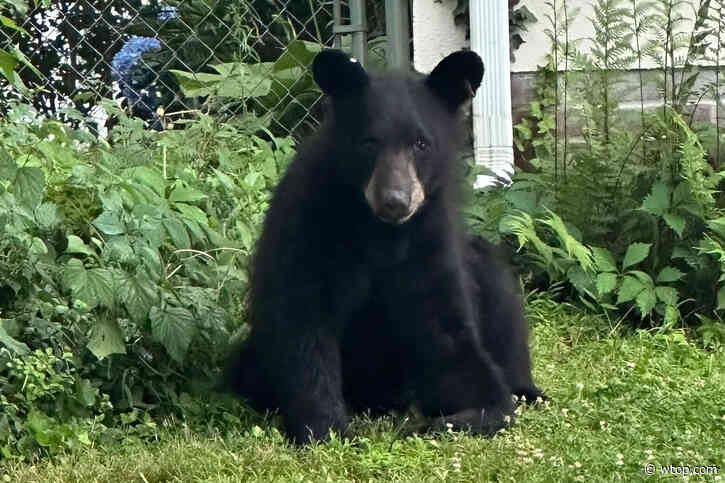 Young black bear spotted roaming through Arlington