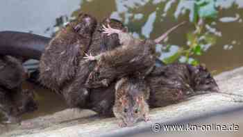 Paris will sich mit Millionen Ratten arrangieren