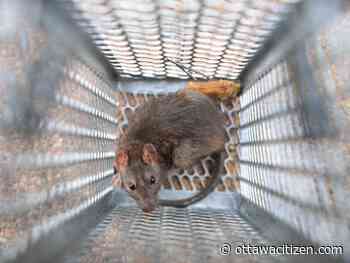 Ottawa's 'massive' rat problem subject of new working group