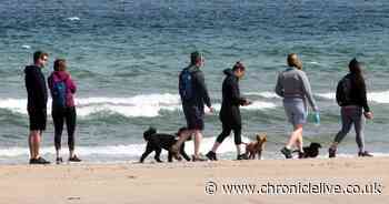 Northumberland ranked most pet-friendly coastal destination in the UK