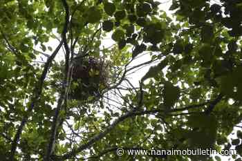 Great blue heron lovers seek peace and quiet for up-Island colony