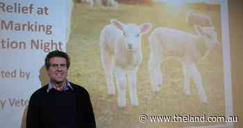 Multimodal pain relief best practice for lamb marking