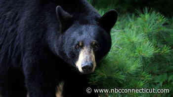 Mama bear and her cub break into home in Canton