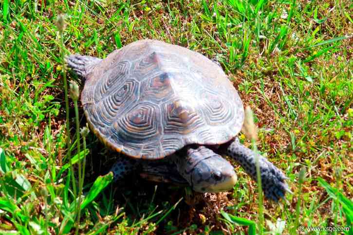 Turtle derby returns alongside San Juan Fiesta in late June