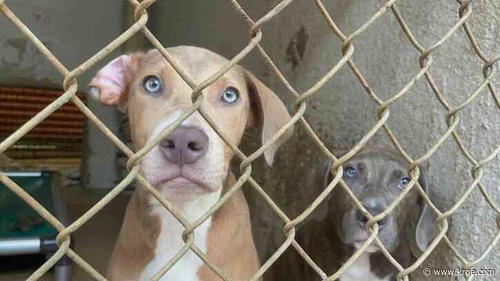 What are signs of heatstroke in dogs, cats?