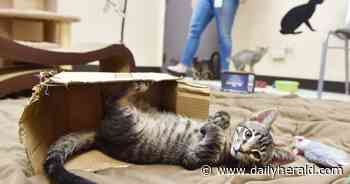 How to get your pet microchipped this weekend at the DuPage County animal shelter