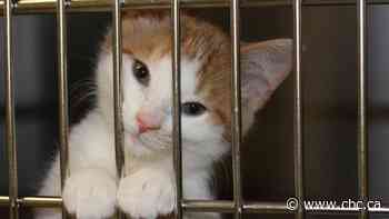 Pet pantries, food banks see growing demand amid 'difficult time' for pet owners