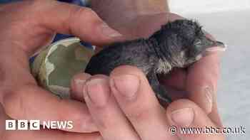 New arrival at Hull's The Deep as gentoo penguin chick hatches