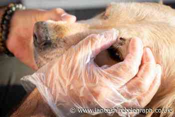 How to spot tick paralysis in dogs and how to remove a tick
