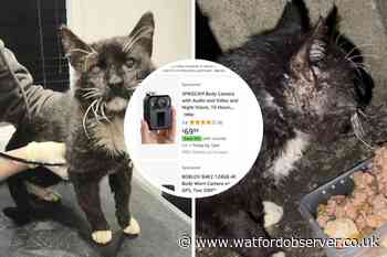 Bushey Tail Cat Aid to wear bodycams after 'shocking' abuse