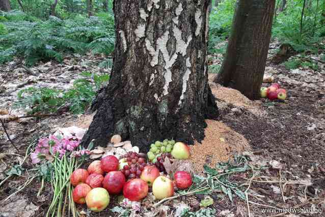 Midzomernacht: nieuwe rituele offergaven met ditmaal zelfs chocozoenen in Oelegems heksenbos