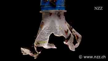 Wir trinken Mikroplastik, wir essen Mikroplastik, wir atmen Mikroplastik ein. Wie reagiert unser Körper?