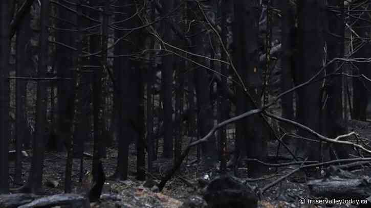 One in four Canadians say they have been affected by wildfires this year: poll