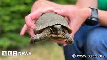 Tortoise does a runner - a mile across busy town