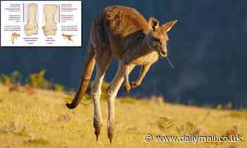 Kangaroos didn't always hop, scientists say