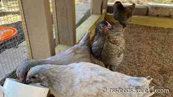 Urban Roots in St. Paul says someone stole their chickens