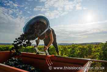 Rose wines to leave you in the pink, with supermarket picks under £10