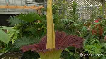 LIVE: Corpse flower blooming at NC State in JC Raulston Arboretum