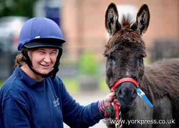 Donkey gets pacemaker at Rainbow Equine Hospital in Malton,