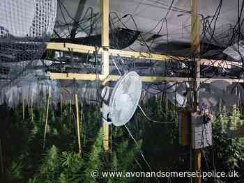 The hidden harm of cannabis farms in our communities