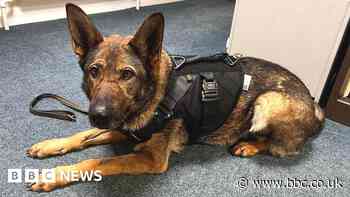 Wiltshire Police dogs to wear body armour