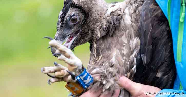 Nach Sisi nun Nepomuk – Bayerns Bartgeier fliegen