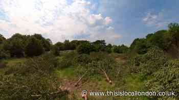 Video shows Cator Park Beckenham ‘illegal tree felling’