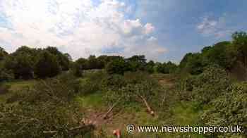 Video shows Cator Park Beckenham ‘illegal tree felling’