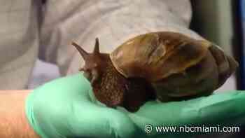 Quarantine zone established after giant African land snail spotted in Broward County