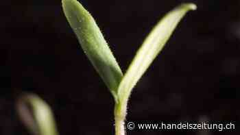 EU-Kommission lässt Gen-Pflanzen als Lebens- und Futtermittel zu