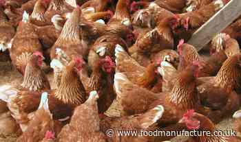 Stronger regulations needed in light of poultry salmonella outbreaks