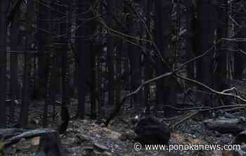 One in four Canadians say they have been affected by wildfires this year: poll