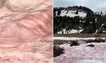 The Utah mountains have turned shades of pink, red and orange thanks to watermelon snow