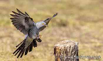 Cuckoo's clocks are going cuckoo - because of climate change, experts warn