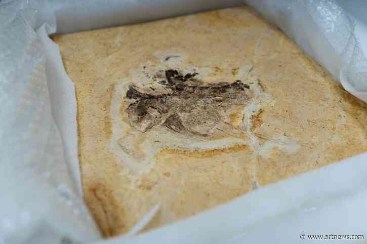 120-Million-Year-Old “Illegally Exported” Dinosaur Fossil Returns Home After Social Media Crusade