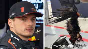 „Red Bull verleiht ...“: Verstappen hat Vogel auf dem Gewissen