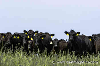 Beef seedstock, commercial producer award finalists announced