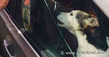 Jack Russell rescued from car with 'air conditioning on'