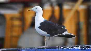 England: Mann masturbiert mit Möwe - Gefängnis wegen Tierquälerei