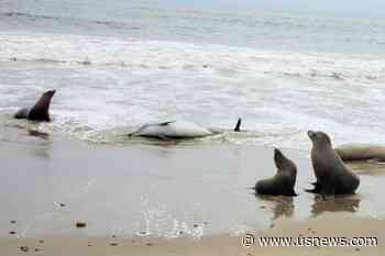 Toxic Algae Suspected in Deaths of Sea Lions and Dolphins on Southern California Coast