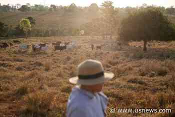 Brazil Cattle Die as Cold Temperatures Batters Large Beef State