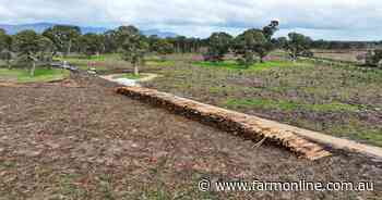 Harvesting of plantation provides farm opportunity at $2500/ac
